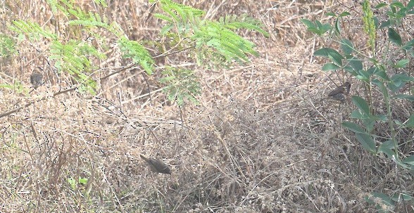 Capuchino Punteado - ML647882950