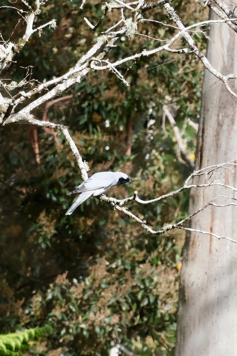 Oruguero Carinegro - ML647882951