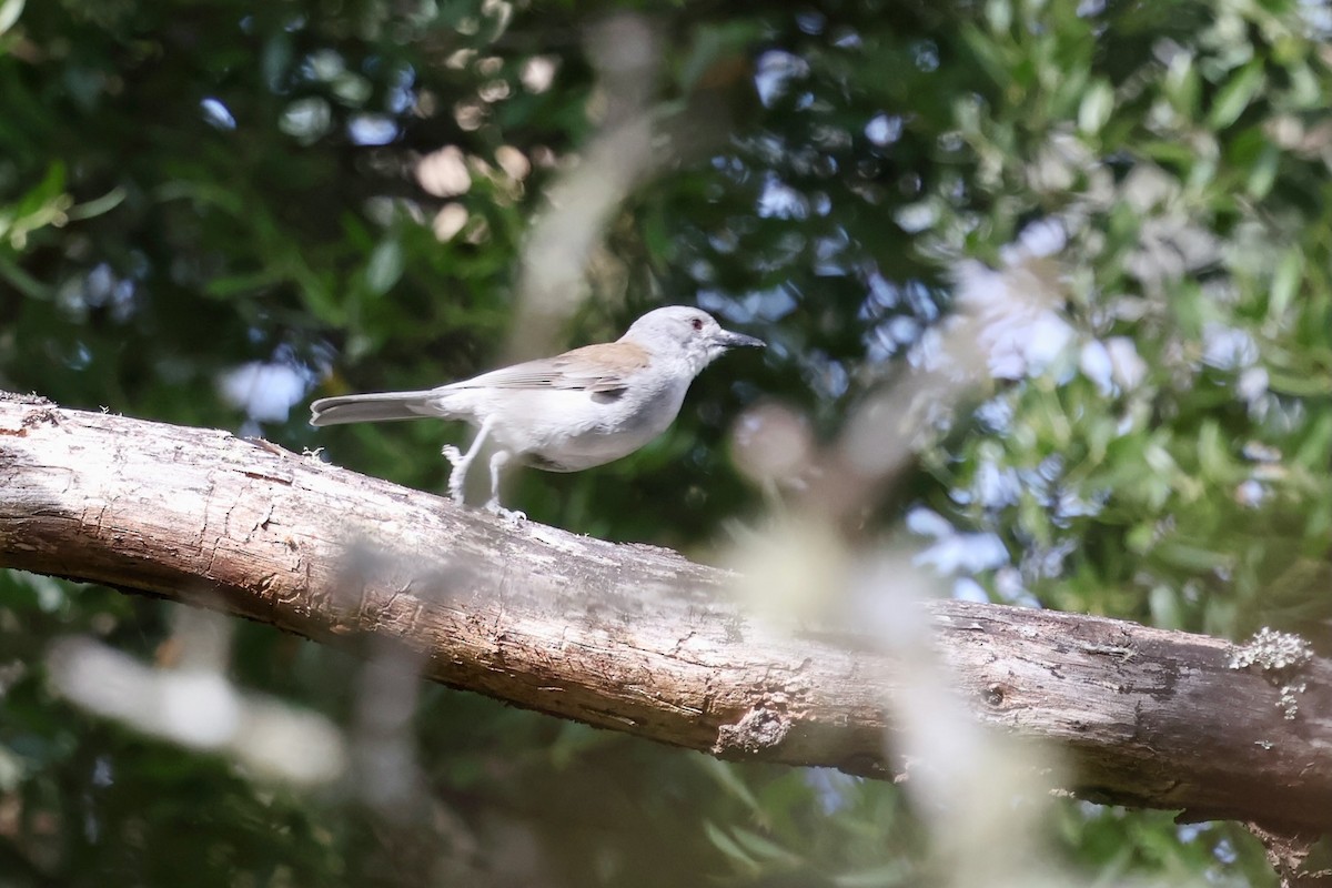 Picanzo Gris - ML647882952