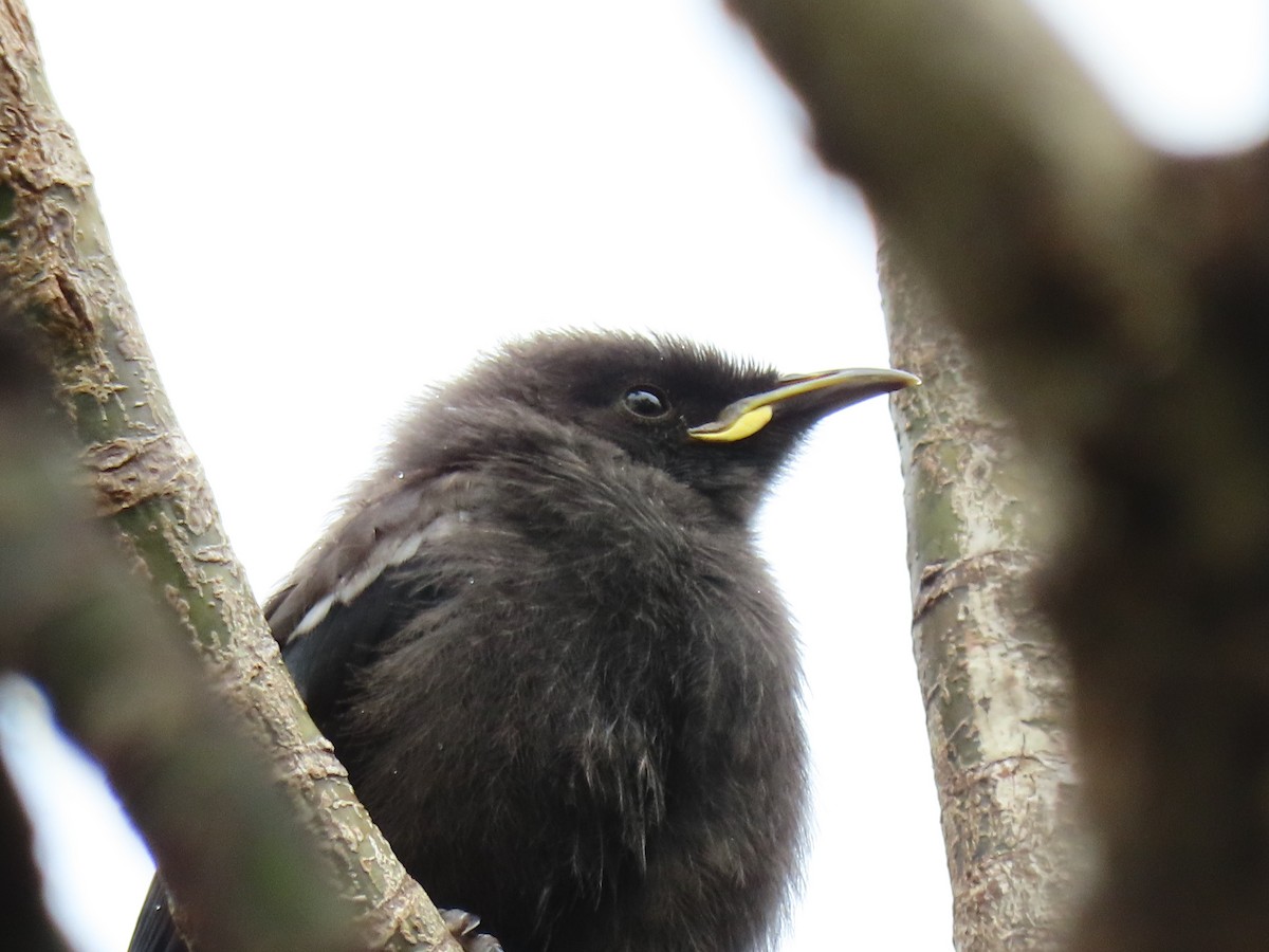 Mielero Maorí - ML647882953