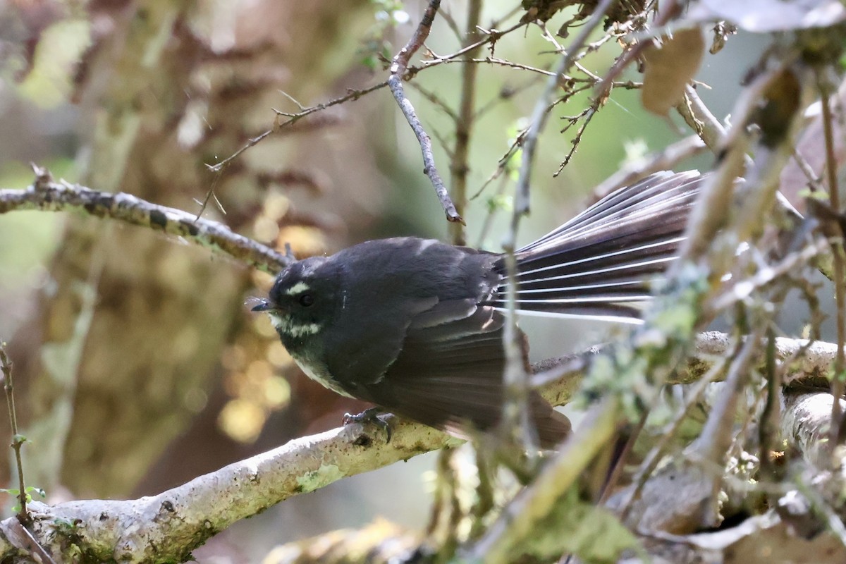 Abanico Gris - ML647882954