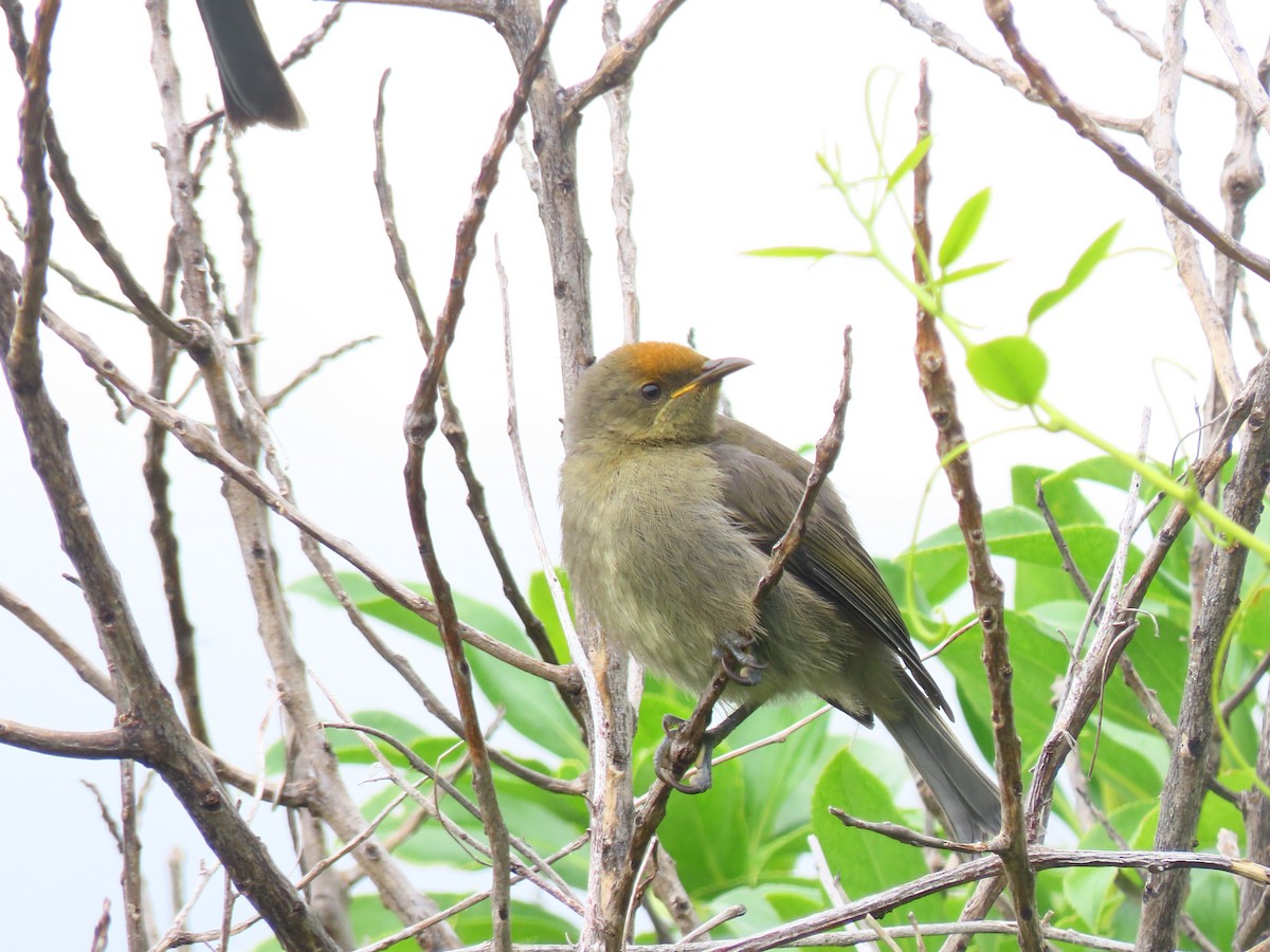 Mielero Maorí - ML647882955