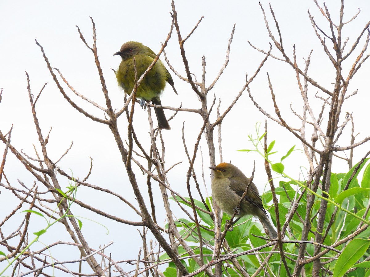 Mielero Maorí - ML647882956