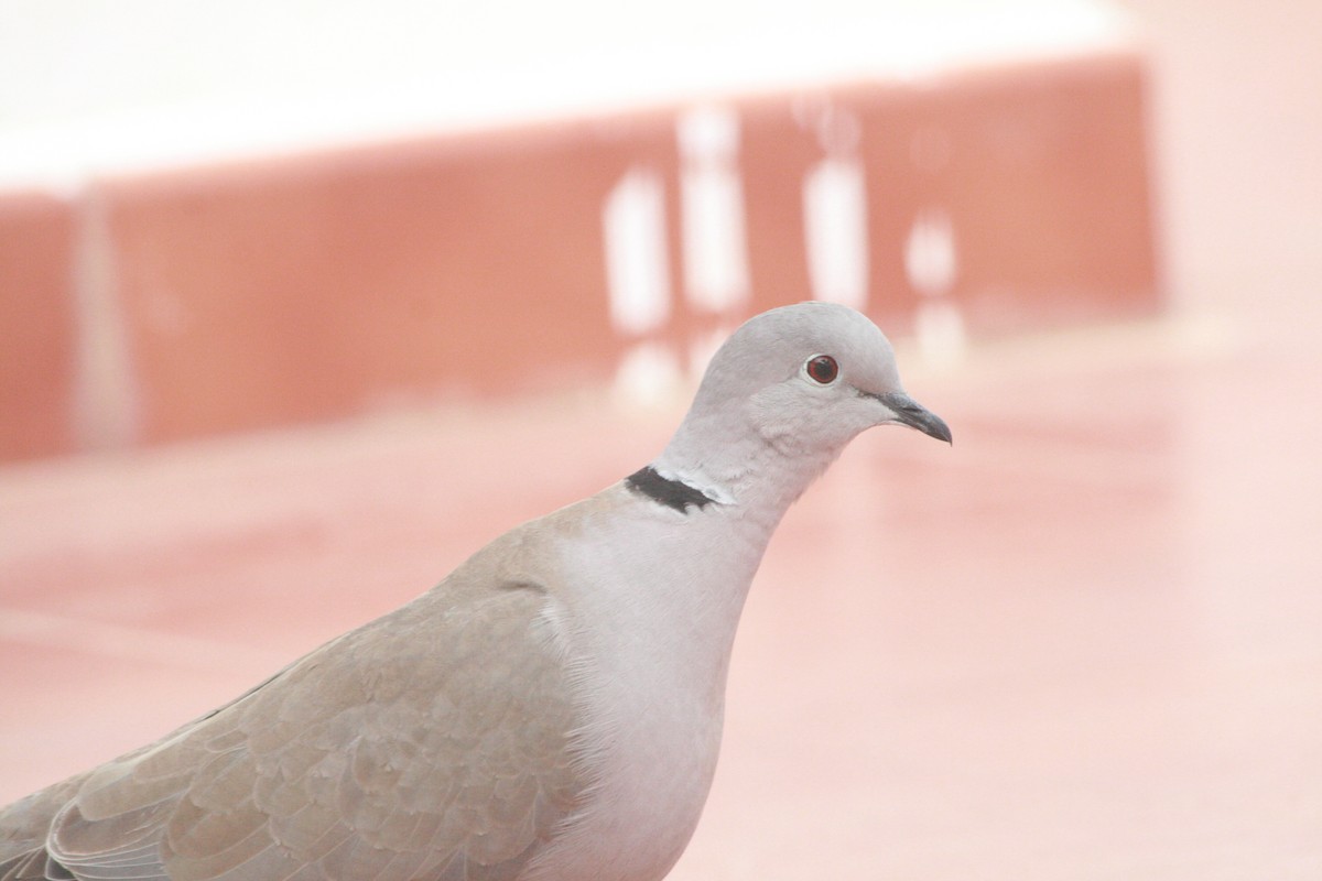 Tórtola Turca - ML647882957