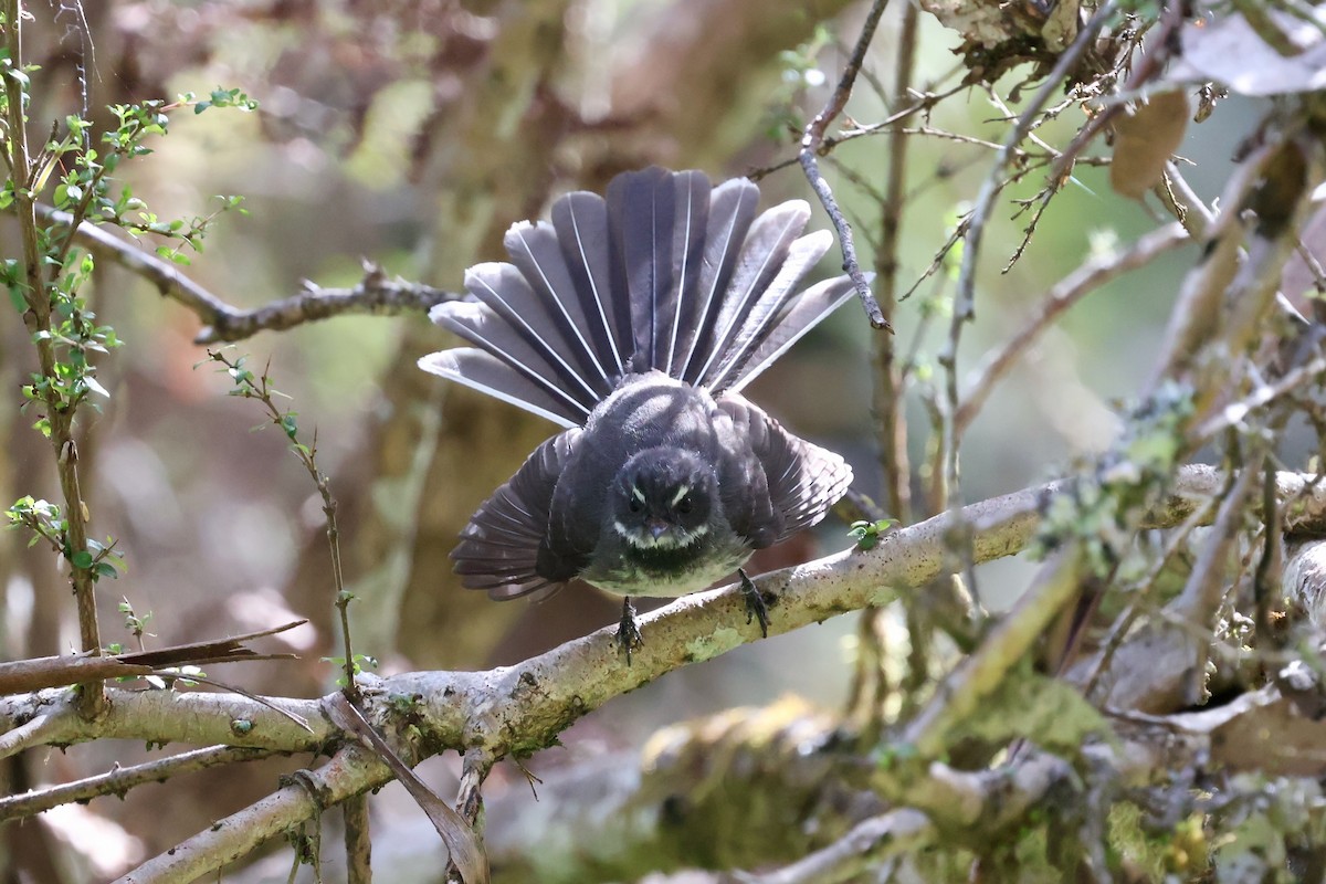 Abanico Gris - ML647882959