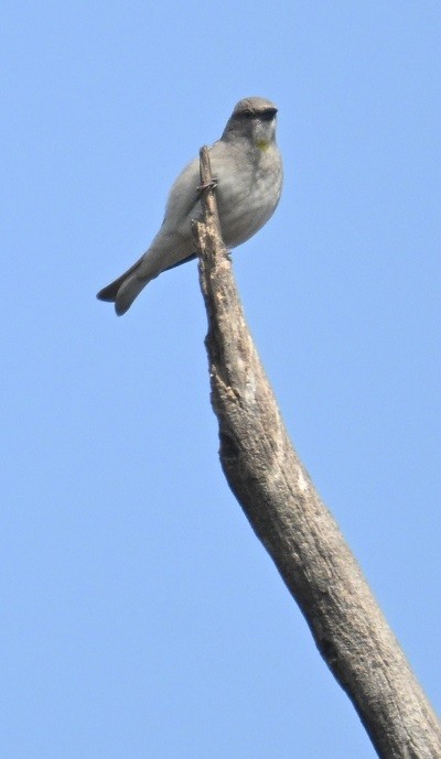 Gorrión Cuelligualdo - ML647882960