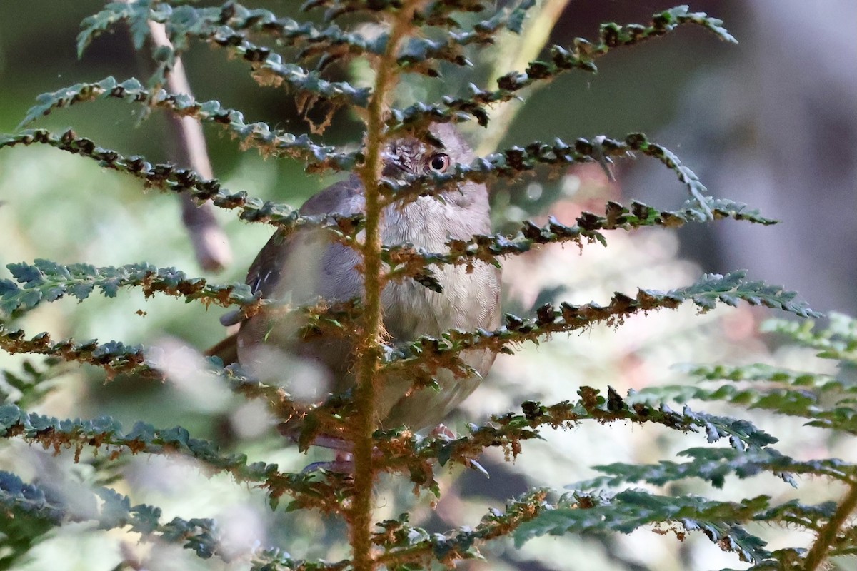 Sedosito Pardo - ML647882961