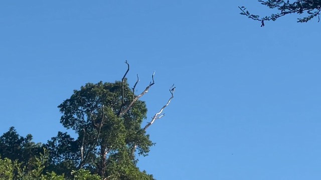 African Green-Pigeon - ML647882973