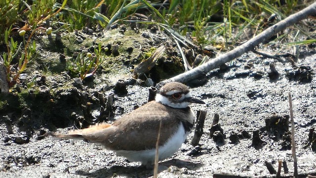 Killdeer - ML647882986