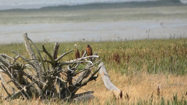 Northern Harrier - ML647883004