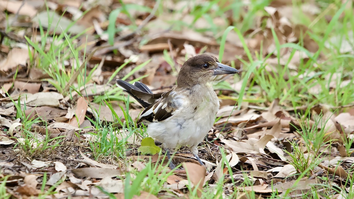 Pied Butcherbird - ML647883007