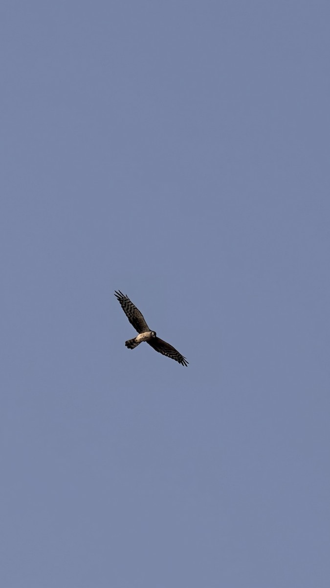 Montagu's Harrier - ML647883008