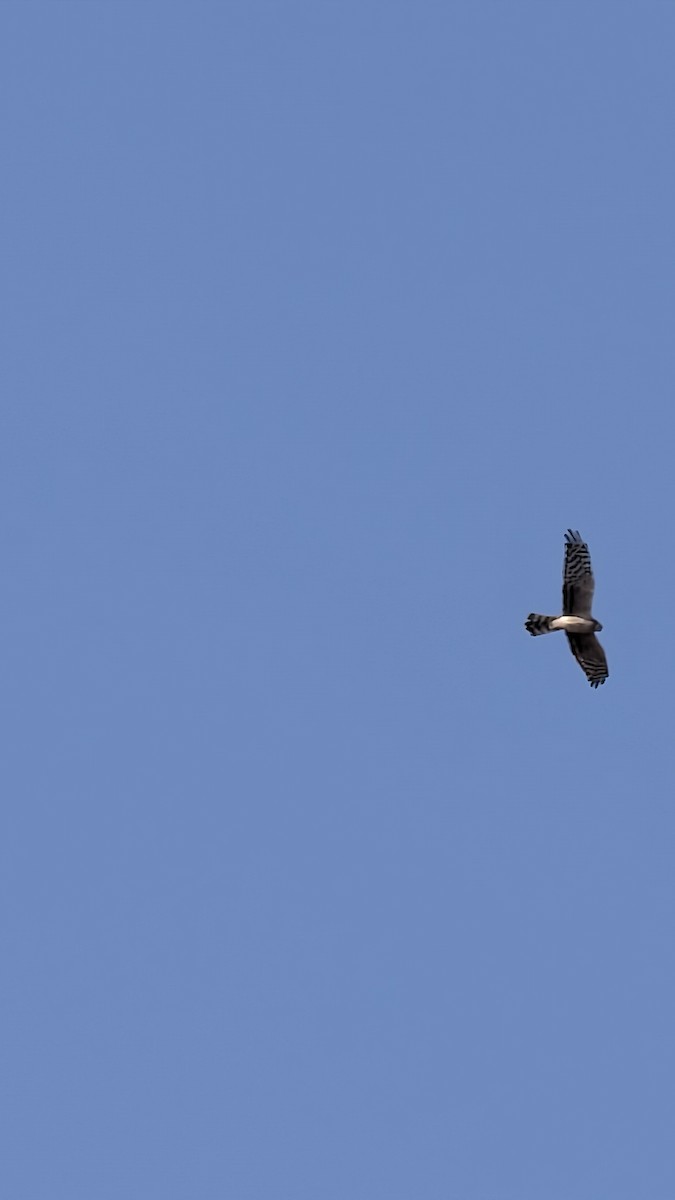 Montagu's Harrier - ML647883009