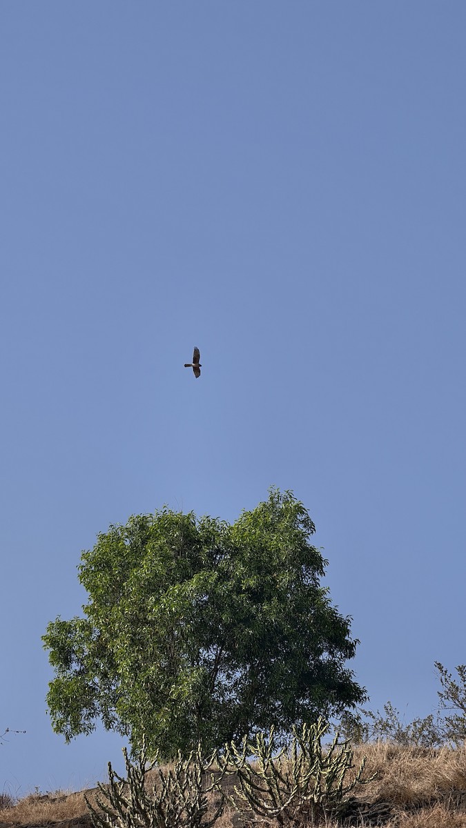Montagu's Harrier - ML647883010
