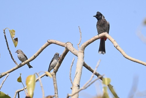 Yellow-throated Sparrow - ML647883011