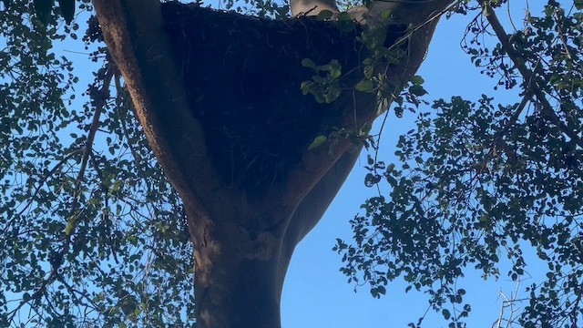Western Barn Owl (African) - ML647883012