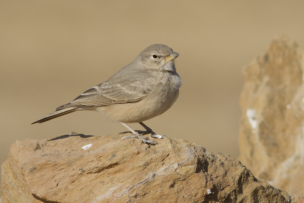Desert Lark - ML647883013
