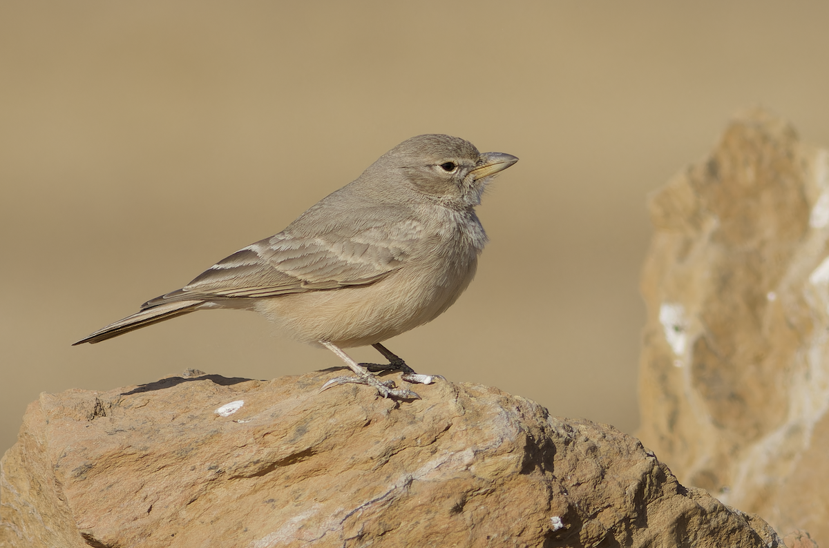 Desert Lark - ML647883014