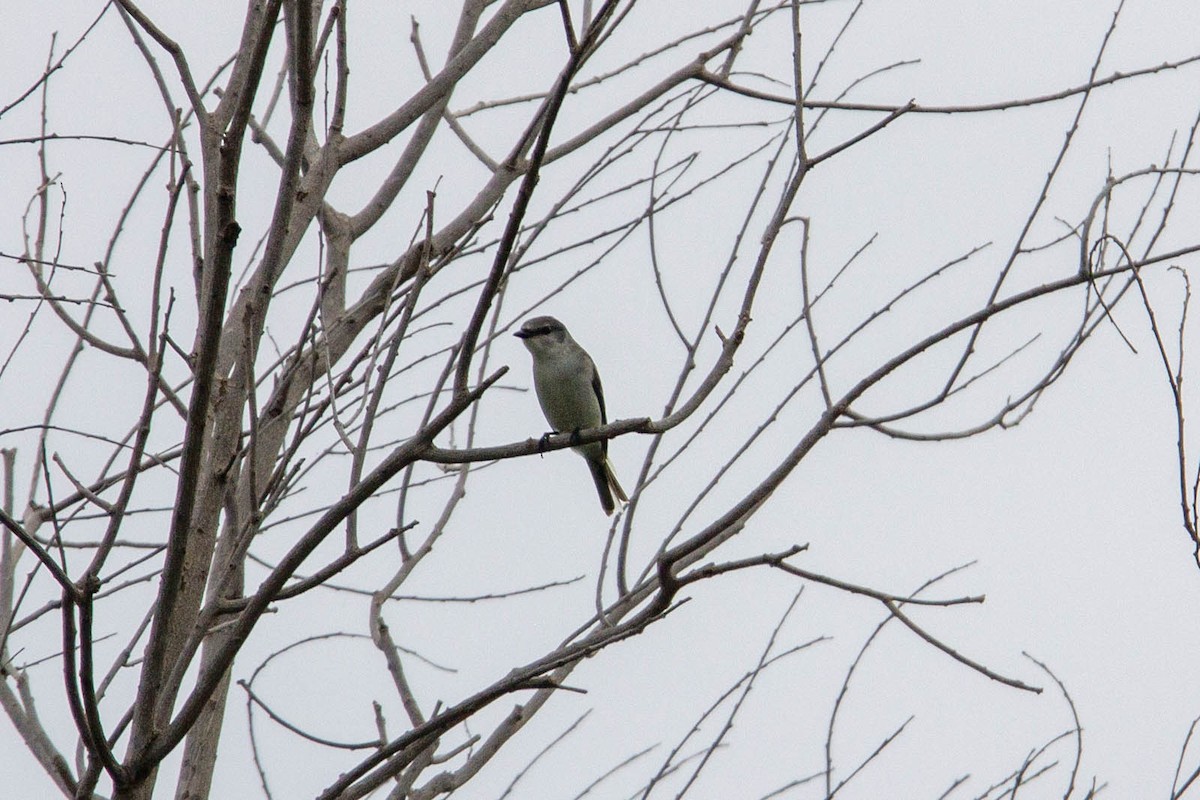 Ashy Minivet - ML647883015