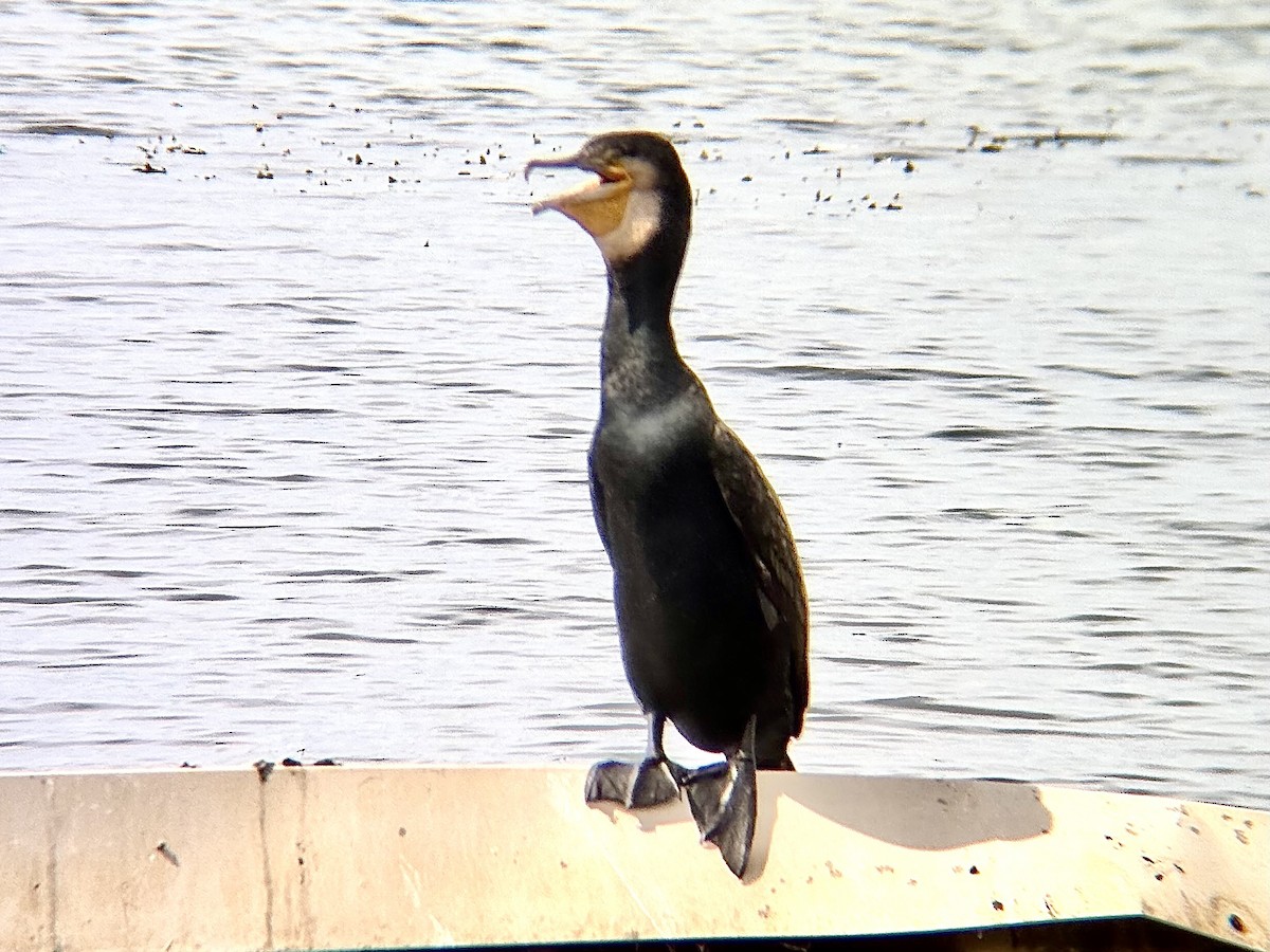 Great Cormorant (Australasian) - ML647883017