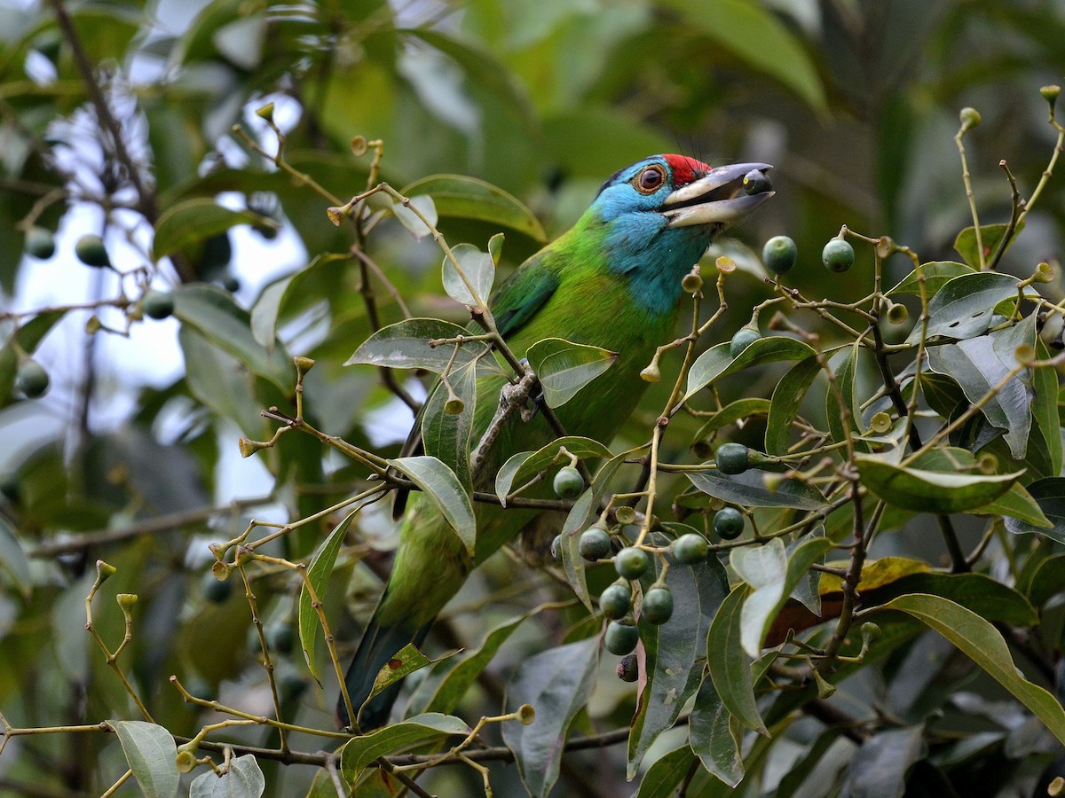 Blue-throated Barbet (Blue-crowned) - ML647883020