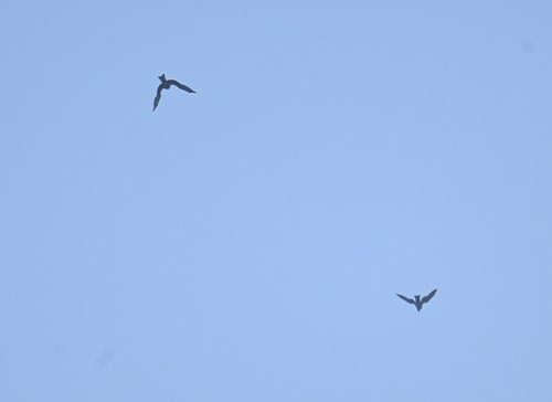 Black Kite - ML647883022