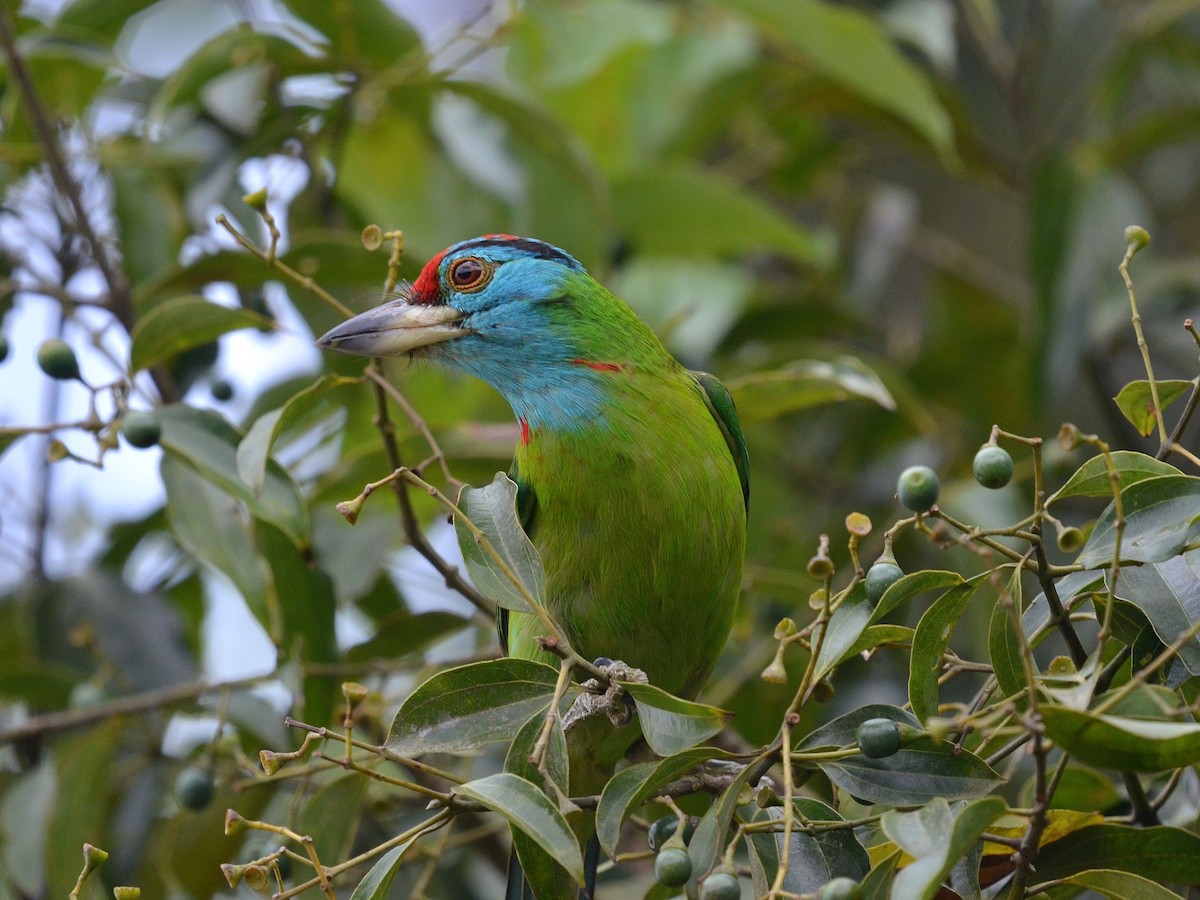 Blue-throated Barbet (Blue-crowned) - ML647883024