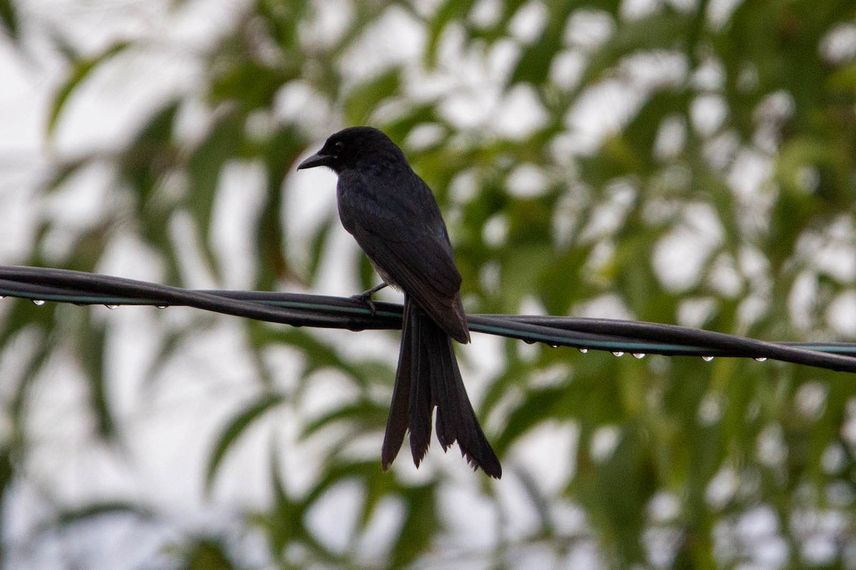 Black Drongo - ML647883027