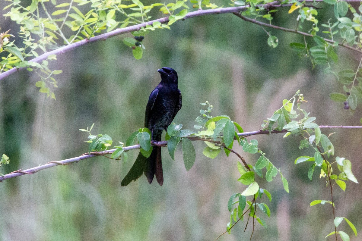 Black Drongo - ML647883028
