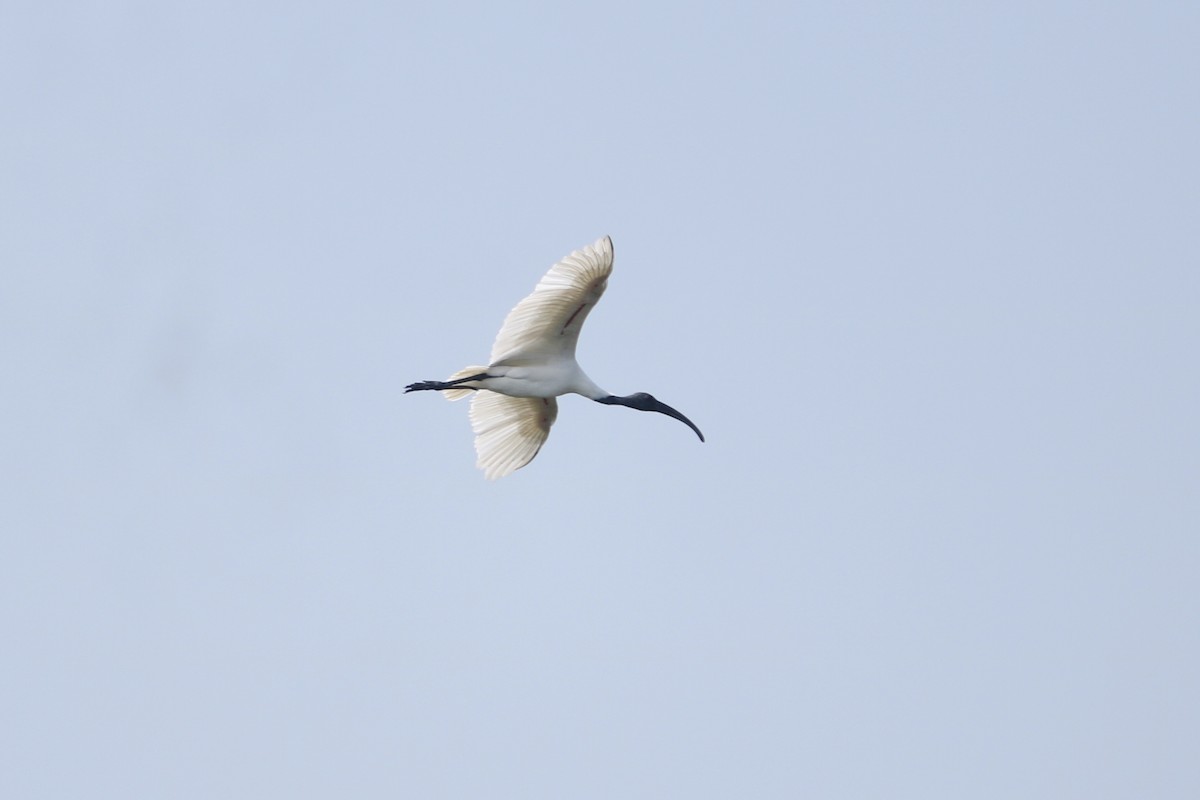 Black-headed Ibis - ML647883029