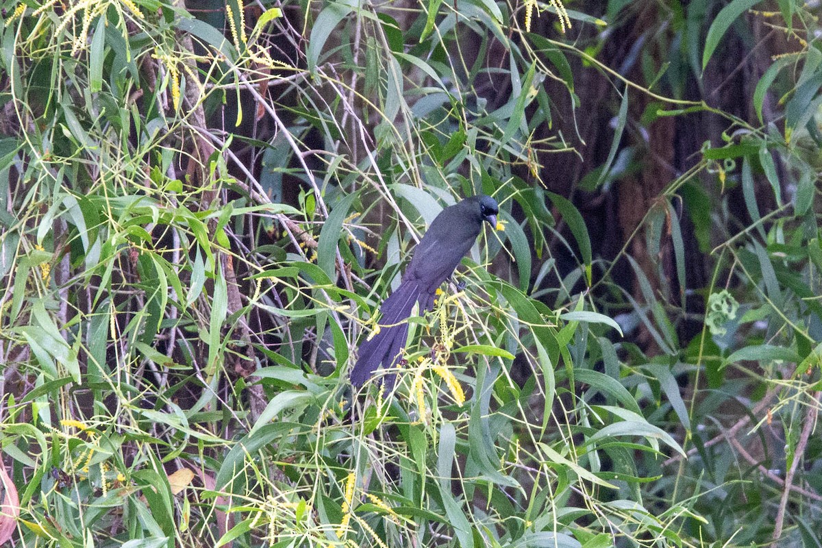 Racket-tailed Treepie - ML647883030