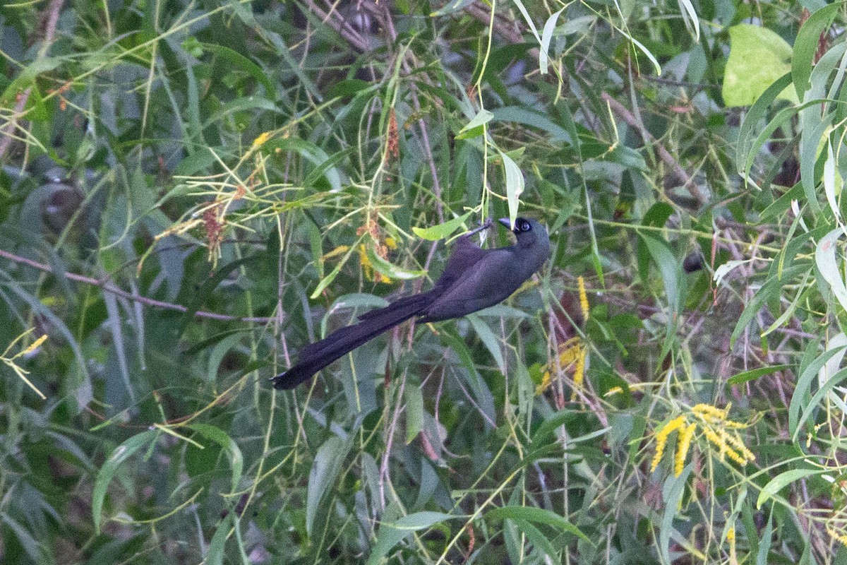 Racket-tailed Treepie - ML647883031