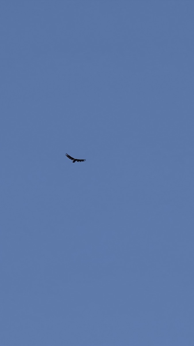 Crested Serpent-Eagle - ML647883033