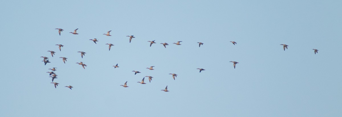 Northern Shoveler - ML647883035