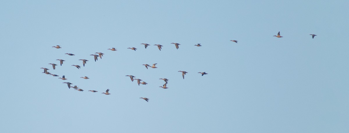 Northern Shoveler - ML647883036