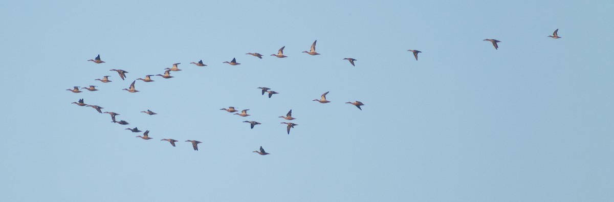 Northern Shoveler - ML647883037