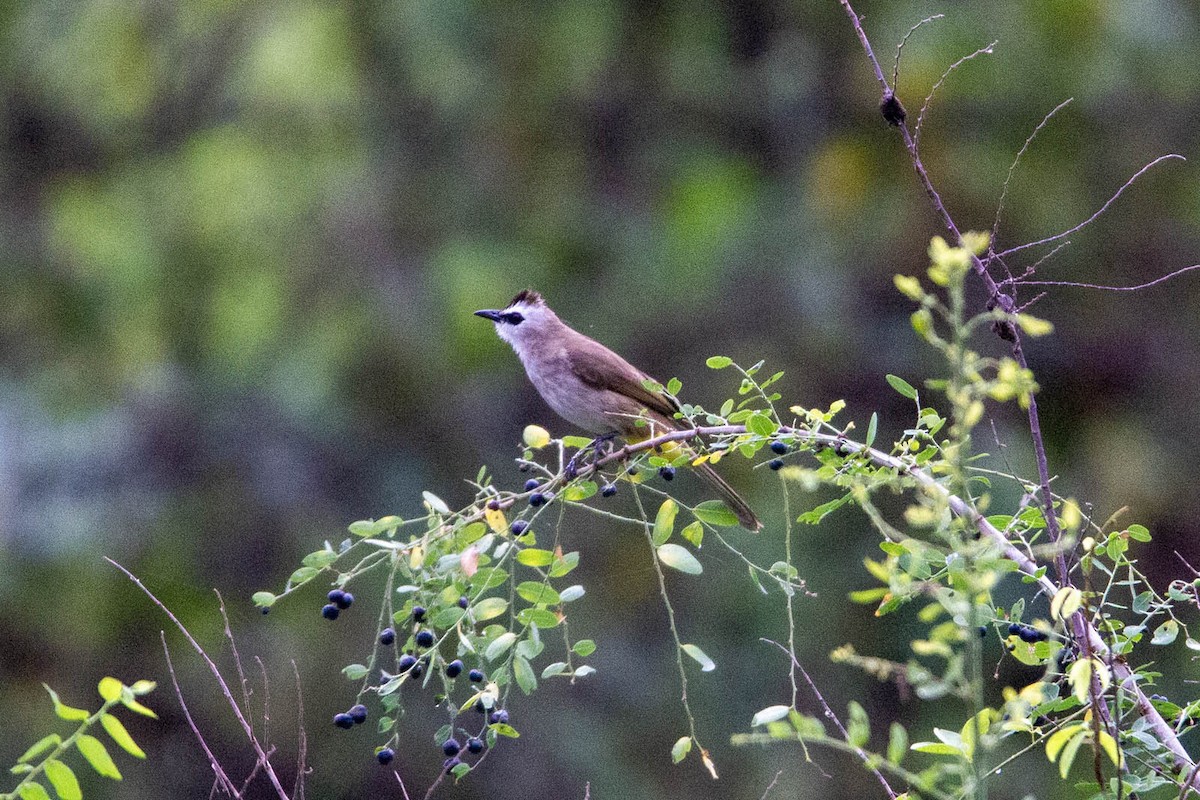 Yellow-vented Bulbul - ML647883042