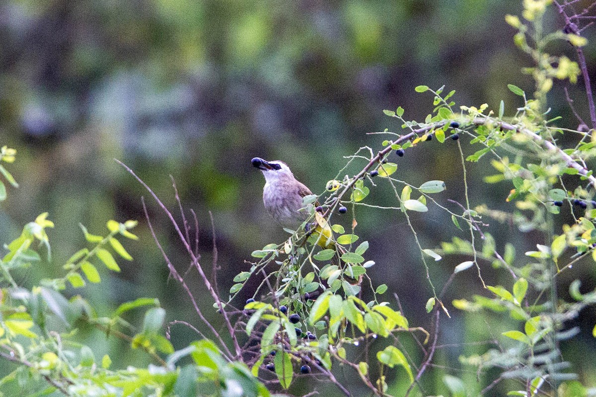 Yellow-vented Bulbul - ML647883043