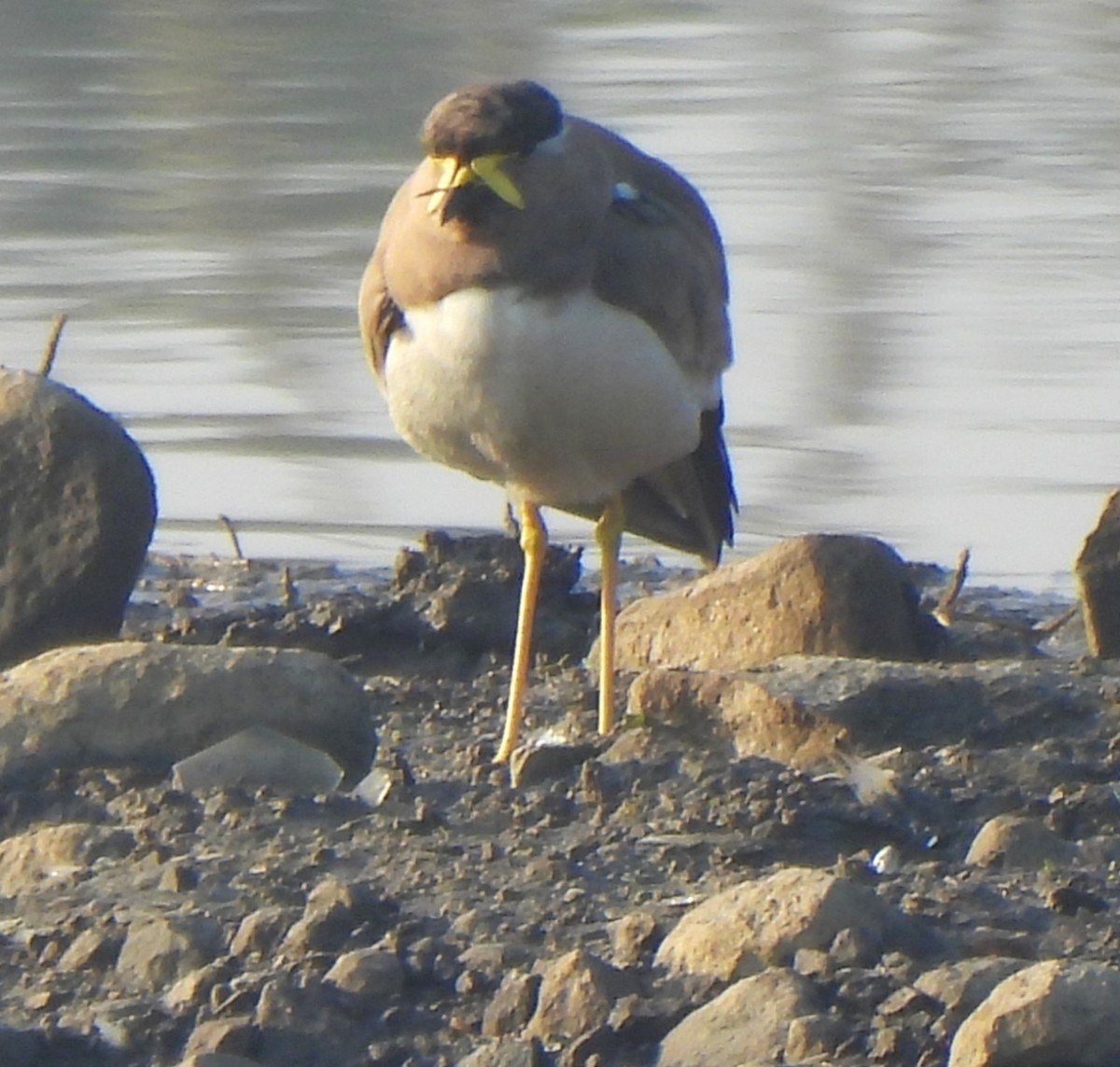 Yellow-wattled Lapwing - ML647883055