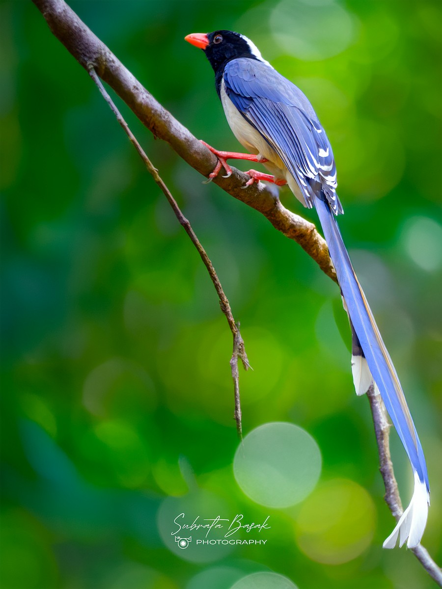 Red-billed Blue-Magpie - ML647883057