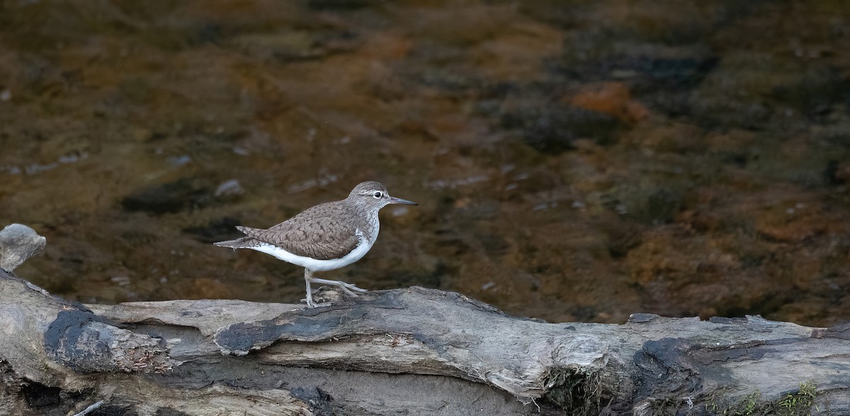 Common Sandpiper - ML647883058