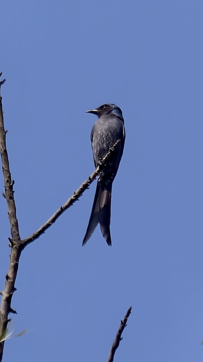 Ashy Drongo - ML647883062
