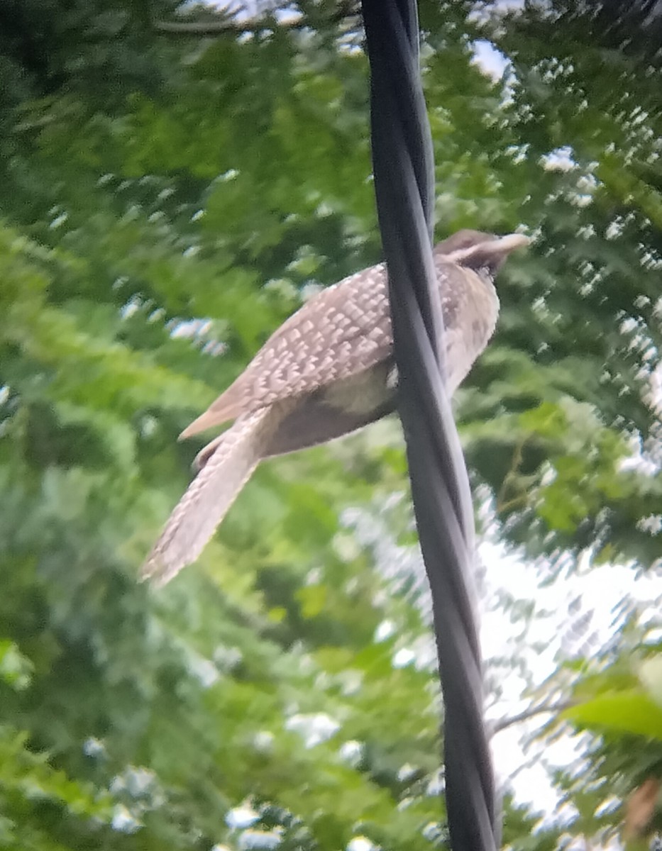 Pacific Koel - ML647883064