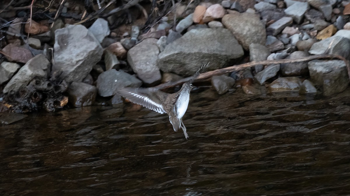 Common Sandpiper - ML647883065