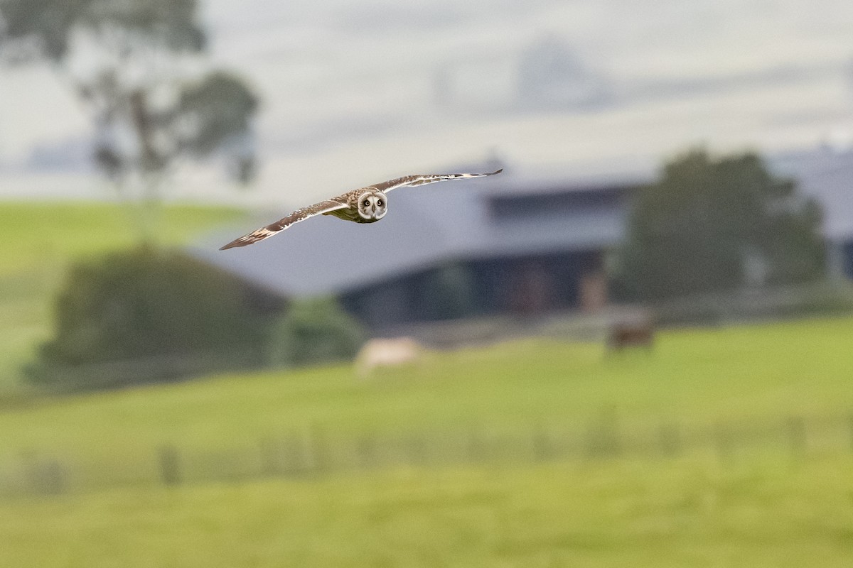 Short-eared Owl - ML647883066