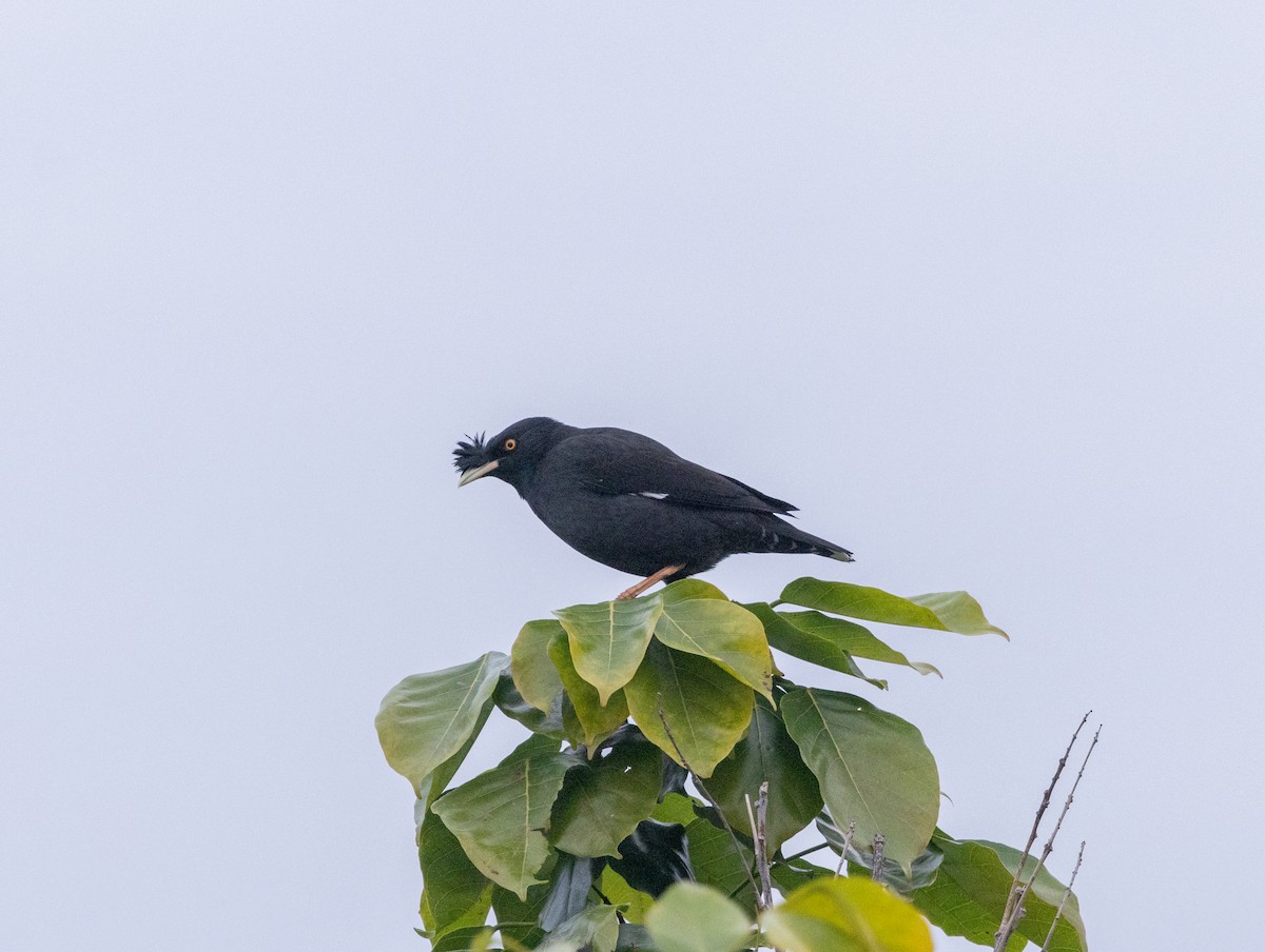 Crested Myna - ML647883067