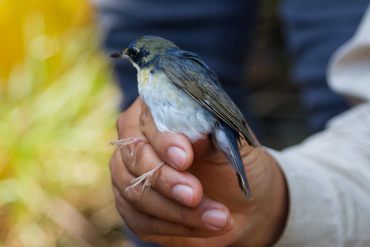 Siberian Blue Robin - ML647883068
