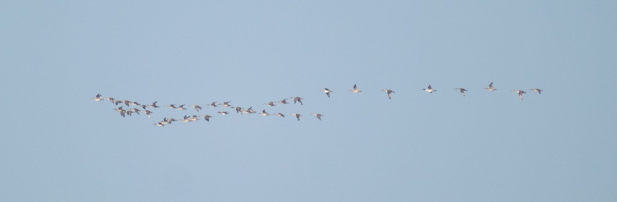 Northern Pintail - ML647883070