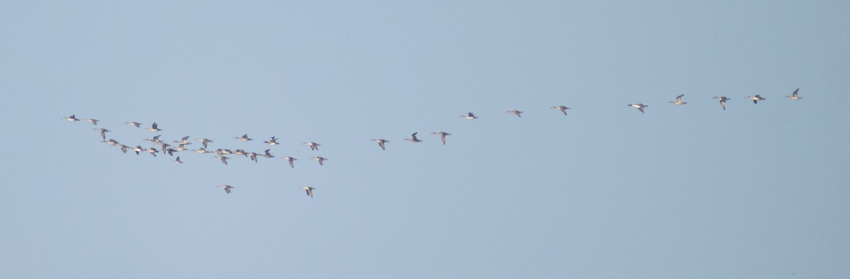 Northern Pintail - ML647883071