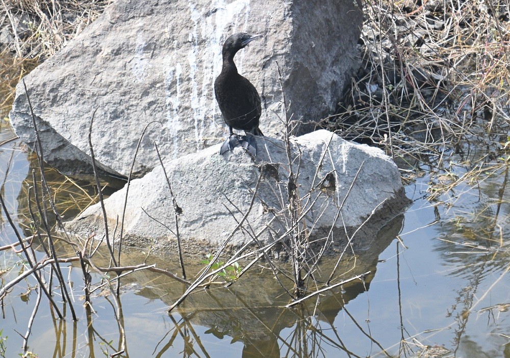 Little Cormorant - ML647883073